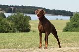 DOBERMANN 1102